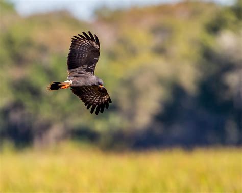 Free Images Wing Prairie Wildlife Beak Eagle Hawk Fauna Bird