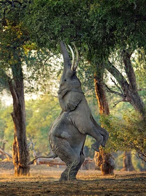 In A Rare Sighting An Elephant Is Seen Standing On Its Hind Legs To