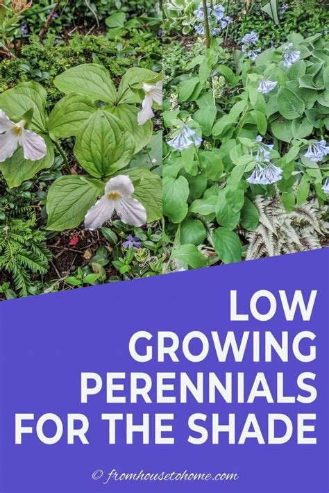 21 Stunning Perennial Ground Cover Plants That Thrive In The Shade In
