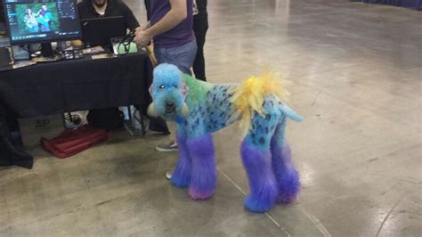 The New Trend Of Artistic Pet Haircuts And Grooming Is Seriously