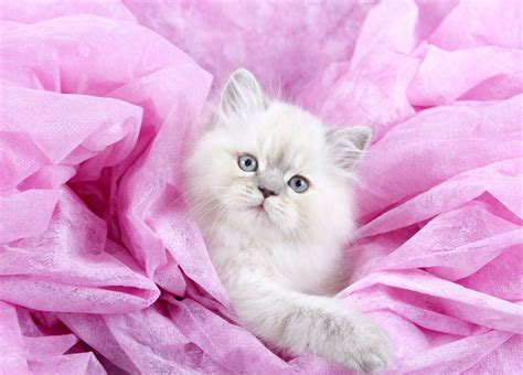 Teacup Lilac Lynx Point Himalayan Kitten For Sale In Northern Missouri