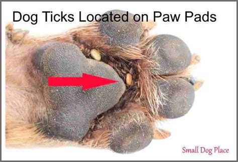 Dog Ticks Should You Be Concerned Taladro