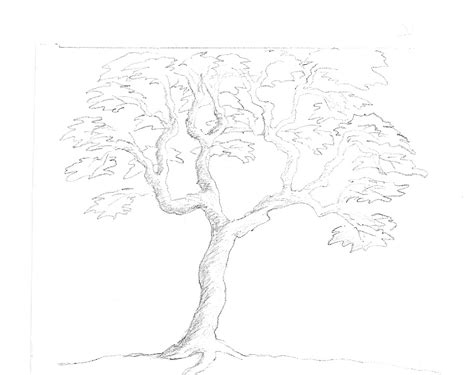 Art By Aunt Marcy Simple Pencil Drawing Of A Tree