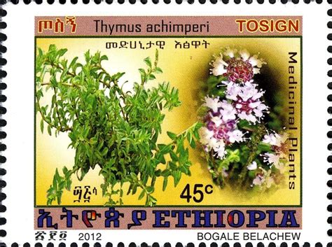 Ethiopian Medicinal Plants