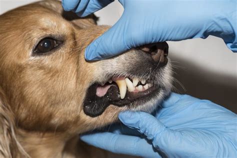 Essentials Of Veterinary Dentists That You Must Know
