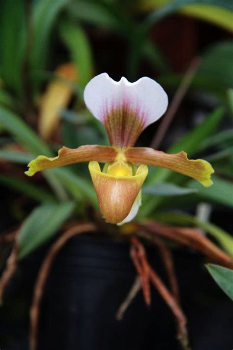 Paphvejvarutianum Slippertalk Orchid Forum The Best Slipper Orchid