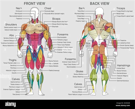 Musculos De La Espalda Anatomía Imágenes Vectoriales De Stock Alamy