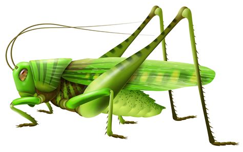 Drawing Grasshopper Insect Cricket Clipart Png Image Transparent My