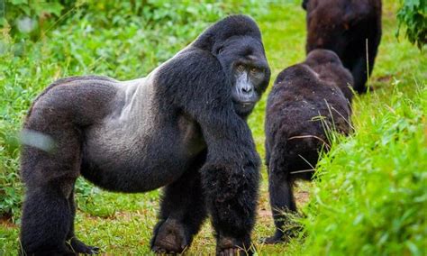 What Part Of Africa Do Mountain Gorilla Live In Gorilla Trekking Safaris