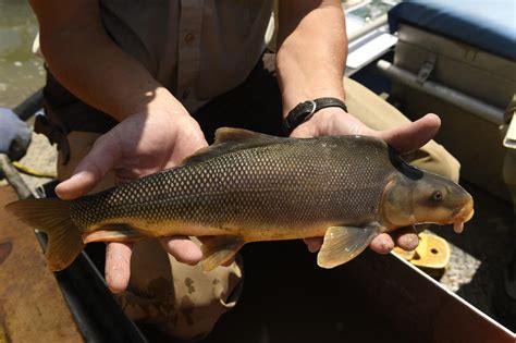Us Proposes Removing Colorado River Fishs Endangered Status Cbs Colorado