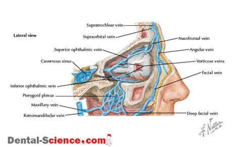 Pterygopalatine Fossa Anatomy Arterial Supply Venous Drainage Nerve Supply Radiology