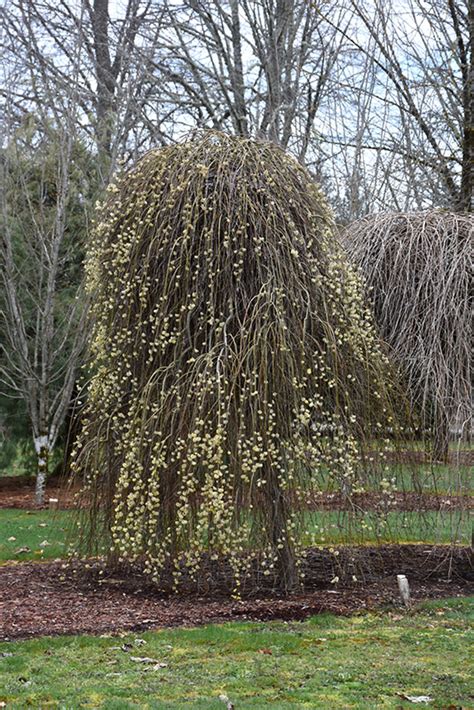 Weeping Pussy Willow Salix Caprea Pendula In Inver Grove Heights