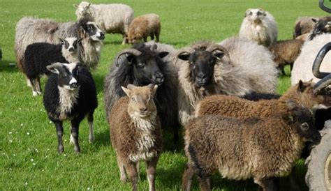 Icelandic Sheep Pentland Hills Icelandics