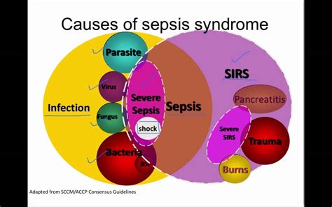 Sepsis and septicemia sometimes are used interchangeably, but they're not truly interchangeable—although the terms are closely related, their definitions are different. Pathogenesis of sepsis - YouTube