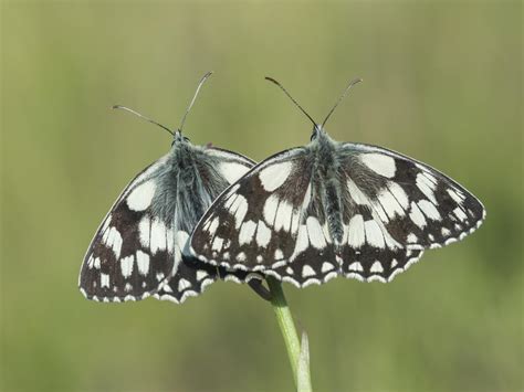 Marbled White Butterfly Conservation