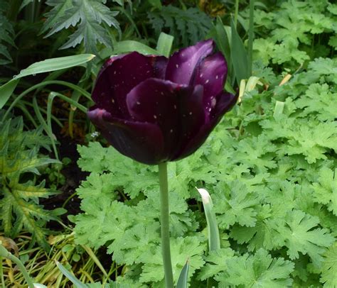 Tulip Café Noir Week Commencing 090516 Plants Tulips Garden