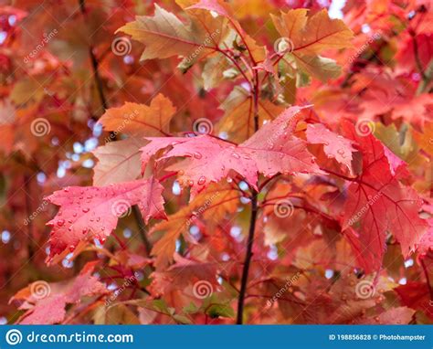 Red Autumn Colored Maple Leaves Stock Photo Image Of Plant Fall