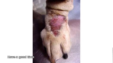 How To Get Rid Of Ringworm In Dogs Youtube