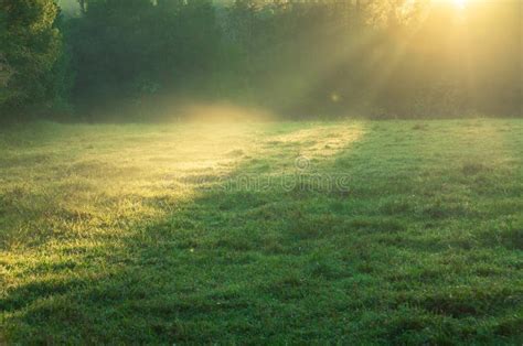 Beautiful Morning Landscape With Golden Sunshine Through Fog On Green