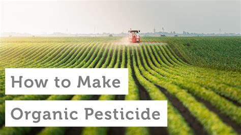 Check spelling or type a new query. How to Make Your Own Homemade Organic Pesticides - YouTube