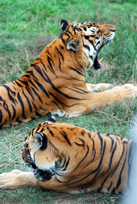 Can Captive South China Tigers Return To The Wild Cgtn