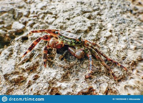 Marbled Rock Crab Pachygrapsus Marmoratus Closeup Crab Stock Photo