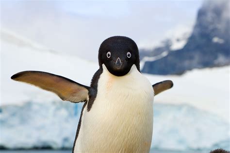 Why Did Penguins Stop Flying The Answer Is Evolutionary