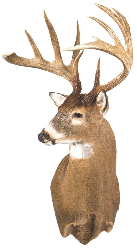 The Biggest Record Whitetail Deer From Every State True Fishing News