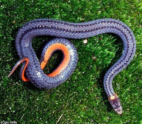Meet New Yorks 17 Slithery Snakes 3 Are Venomous Potentially Deadly