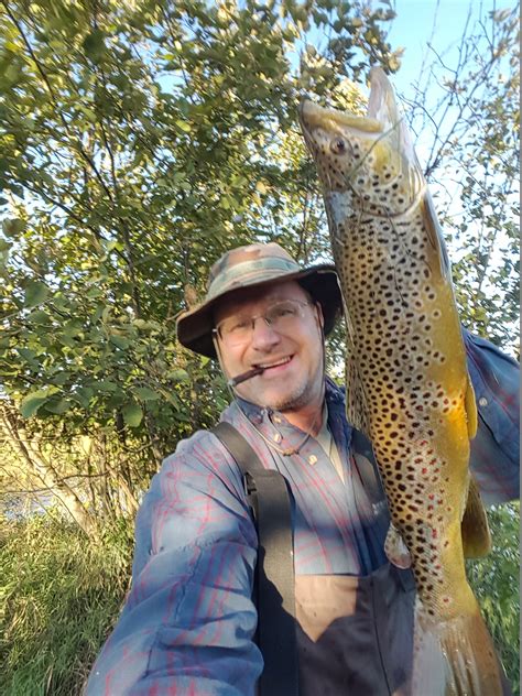 Big Brown Trout 1 Michigan Sportsman Online Michigan Hunting And