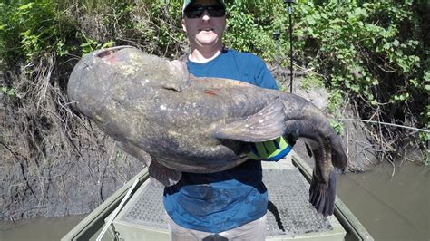 Catching Giant Flathead Catfish In June We Land A Monster Youtube