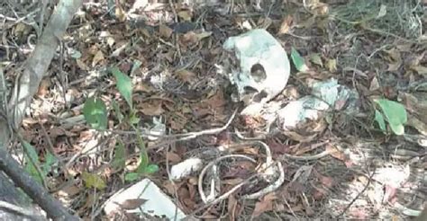 Male Skeletal Remains Found In Linden Guyana Times