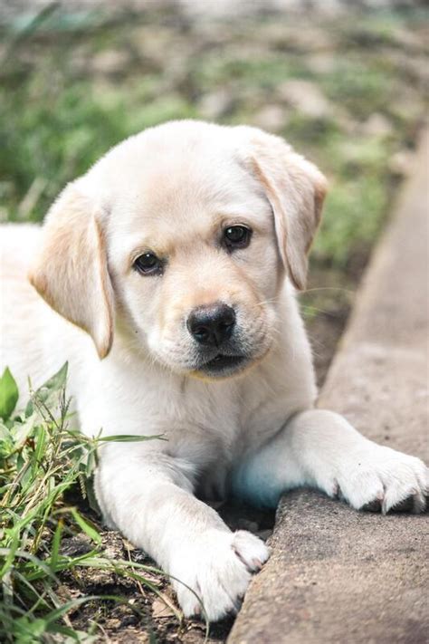 From supporting your puppy's maturing immune system to helping to protect against issues later in life. Available Labrador Puppies in Tennessee - English Labradors