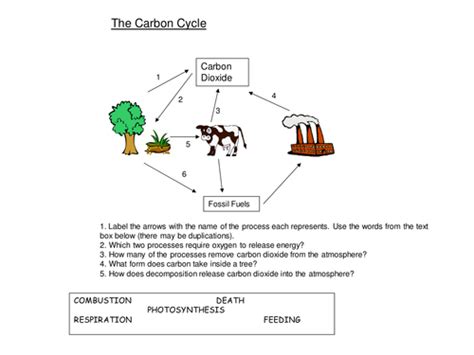 The worksheet is an assortment of 4 intriguing pursuits that will enhance your kid's knowledge and abilities. Nutrients: The Carbon Cycle Worksheet by harwooda ...