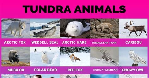 Tundra Animals Helpful List Of 40 Animals That Live In The Tundra