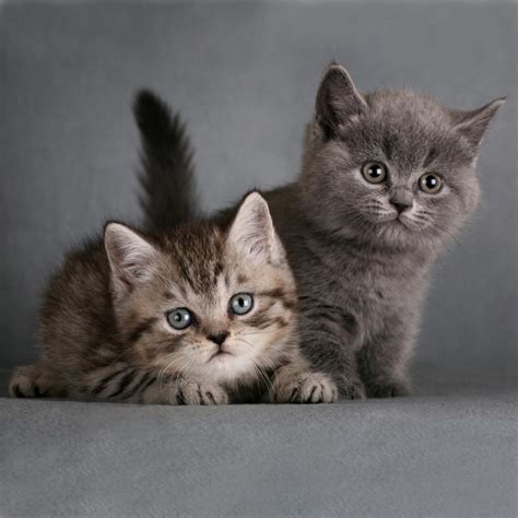 10 Chatons British Shorthair Vraiment Trop Mignons Web Wamiz