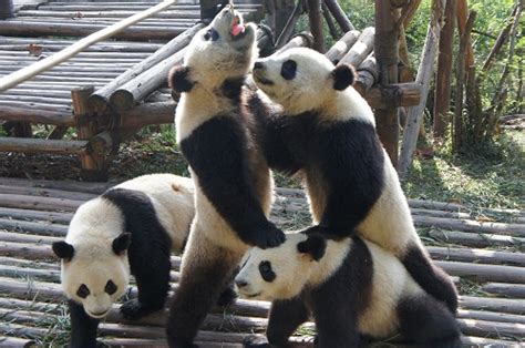 Love Panda Vacation Chengdu Panda Base 19
