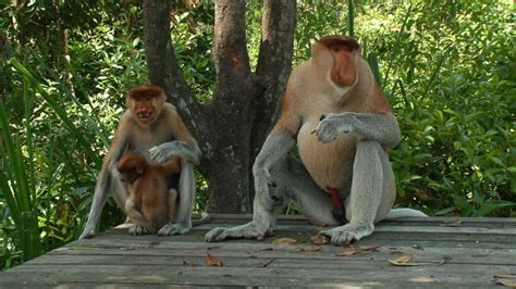 Proboscis Monkeys Nature S Swingers Video Abc News