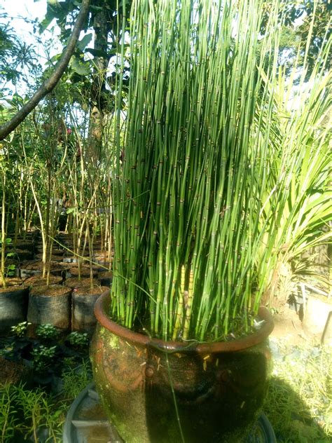 Nama Nama Buah Shefalitayal