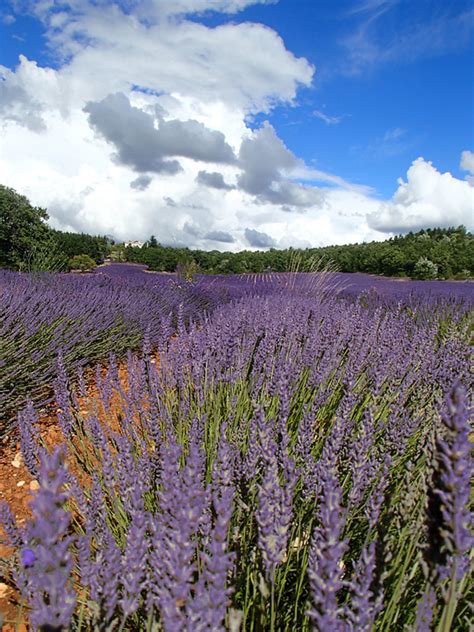 Southern France Lavender Festival In Sault Provence