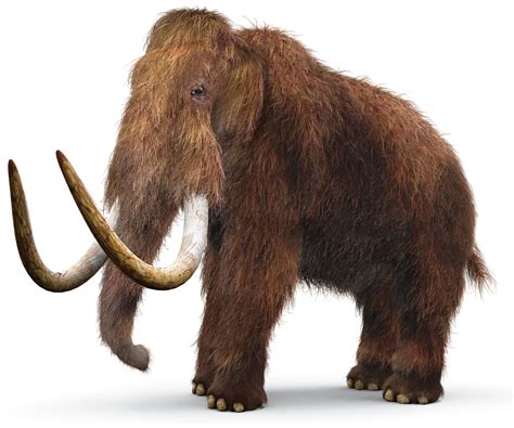 Woolly Mammoth Facts When Did Mammoths Live Dk Find Out