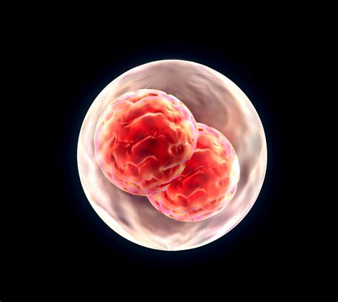 La Importancia De Determinar La Calidad De Un Embrión Surrogacy 365
