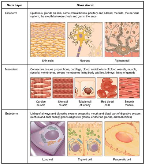 Epithelial Tissues And Their Functions Anatomy MedicineBTG Com