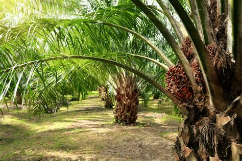 Kelola Produktivitas Kebun Kelapa Sawit Dengan Software Agriculture