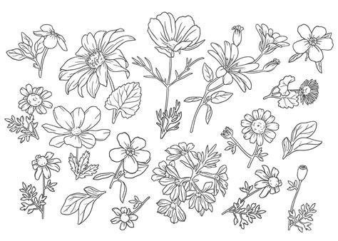 Collection Of Outline Wild Flowers 1313979 Vector Art At Vecteezy