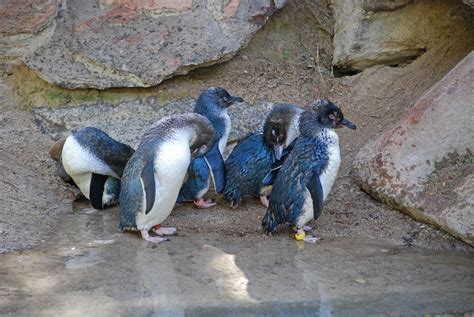 Filelittle Blue Penguin Eudyptula Minor Group At Adelaide Zoo