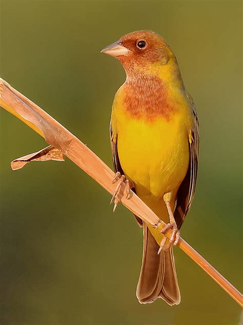 Red Headed Bunting Wikipedia