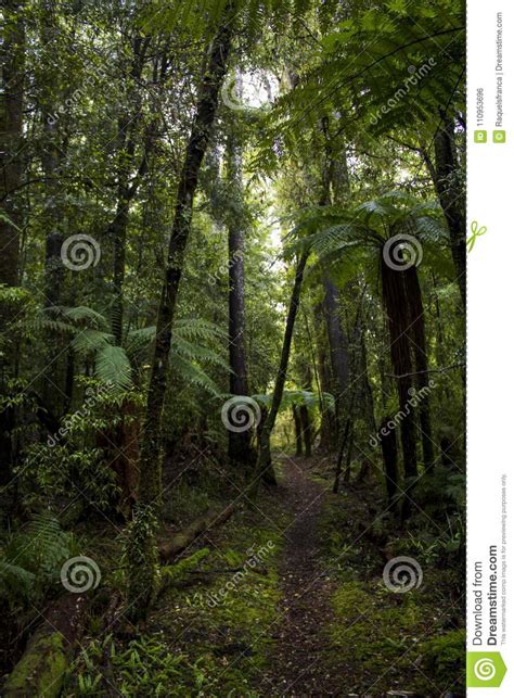 New Zealand Stunning Rainforest Stock Photo Image Of Fairy