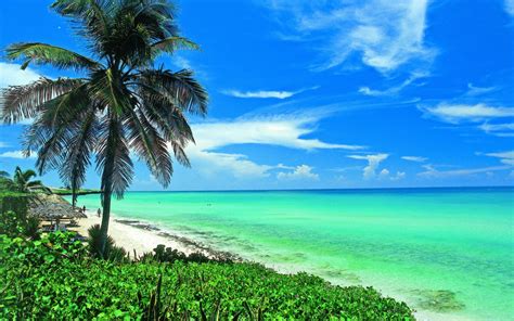 Download Horizon Turquoise Sea Ocean Palm Tree Cuba Earth Photography