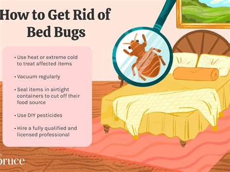 How To Get Rid Of Bed Bugs Or Fleas Pest Phobia